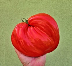 POMODORO CUORE ANTICO DI ACQUI TERME28